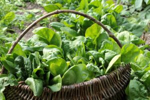 Amy's Kitchen Recalled 70,000 Frozen Meals That May Contain Contaminated Spinach - Mukerji Law