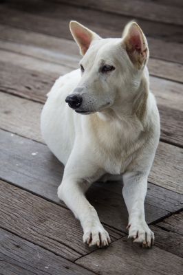 MukerjiLaw CAN I SUE IF MY CHILD WAS ATTACKED BY A DOG