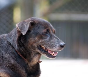 Dog Bites: Are They A Civil Or Criminal Offense? - Mukerji Law