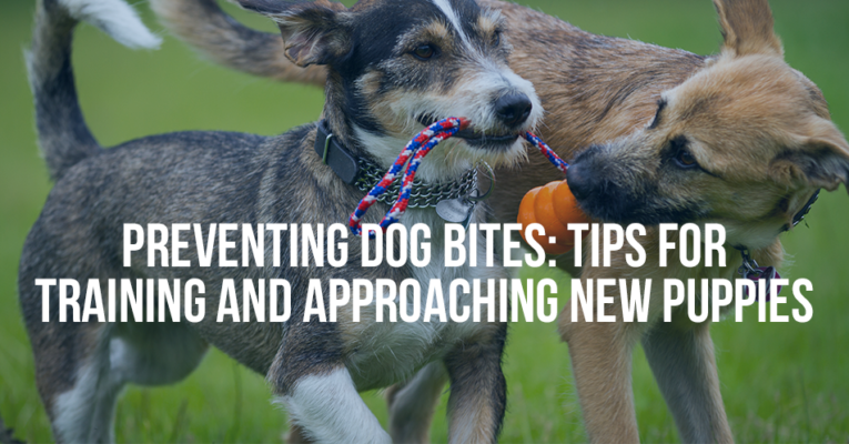 PREVENTING DOG BITES: TIPS FOR TRAINING AND APPROACHING NEW PUPPIES - Mukerji Law
