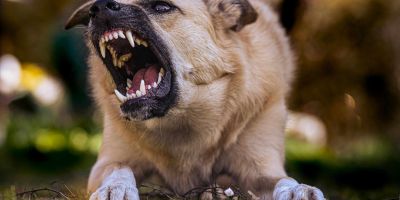 2 Injured and 1 Killed In A Houston Pit Bull Dog Attack - Mukerji Law