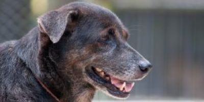 Dog Bites: Are They A Civil Or Criminal Offense? - Mukerji Law