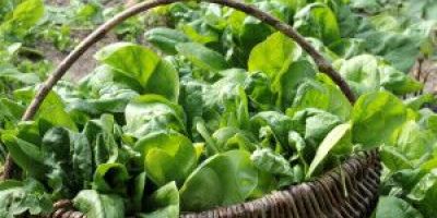 Amy's Kitchen Recalled 70,000 Frozen Meals That May Contain Contaminated Spinach - Mukerji Law